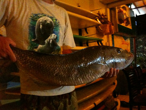 enormous fish.JPG