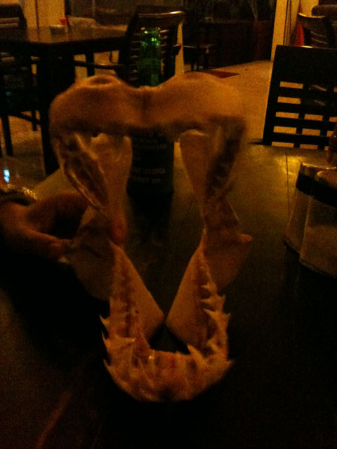 shark skull.jpg